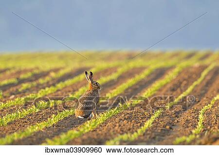 "European Hare (Lepus europaeus) sitting in a field, North Hesse, Hesse, Germany, Europe" View Large Photo Image Stock Image - "European Hare (Lepus europaeus) sitting in a field, North Hesse, Hesse, Germany, Europe". Fotosearch