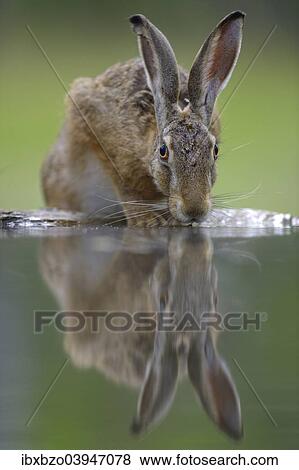"European Hare (Lepus europaeus), drinking at a water place, Bugac puszta, Kiskunsagi National Park, Hungary, Europe" View Large Photo Image Stock Photo - "European Hare (Lepus europaeus), drinking at a water place, Bugac puszta, Kiskunsagi National Park, Hungary, Europe". Fotosearch