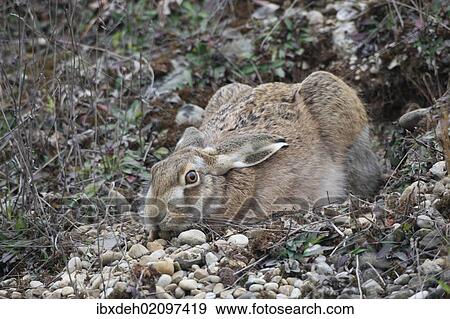"European Hare (Lepus europaeus) crouched in a shallow form, Allgaeu, Bavaria, Germany, Europe" View Large Photo Image Stock Photo - "European Hare (Lepus europaeus) crouched in a shallow form, Allgaeu, Bavaria, Germany, Europe". Fotosearch