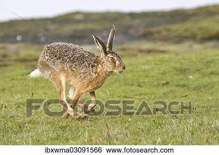 "European Hare (Lepus europaeus) running, North Hesse, Hesse, Germany, Europe" View Large Photo Image Stock Photograph - "European Hare (Lepus europaeus) running, North Hesse, Hesse, Germany, Europe". Fotosearch
