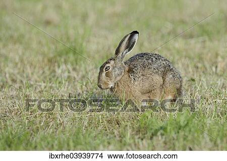 "European Hare or Brown Hare (Lepus europaeus), feeding on a meadow, North Rhine-Westphalia, Germany, Europe" View Large Photo Image Picture - "European Hare or Brown Hare (Lepus europaeus), feeding on a meadow, North Rhine-Westphalia, Germany, Europe". Fotosearch