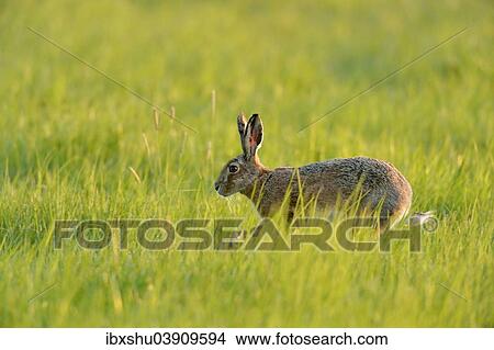 Picture - "European Hare or Brown Hare (Lepus europaeus), jumping on a meadow, Burgenland, Austria, Europe". Fotosearch