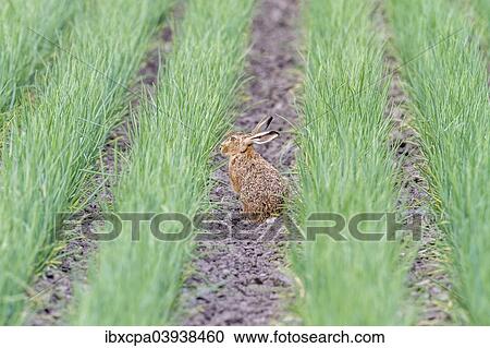 "European Hare or Brown Hare (Lepus europaeus), Seewinkel, Burgenland, Austria, Europe" View Large Photo Image Stock Image - "European Hare or Brown Hare (Lepus europaeus), Seewinkel, Burgenland, Austria, Europe". Fotosearch