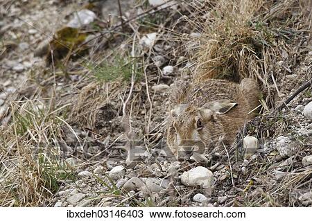 "European Hare or Brown Hare (Lepus europaeus) hiding in a shallow depression, Bavaria, Germany, Europe" View Large Photo Image Stock Image - "European Hare or Brown Hare (Lepus europaeus) hiding in a shallow depression, Bavaria, Germany, Europe". Fotosearch
