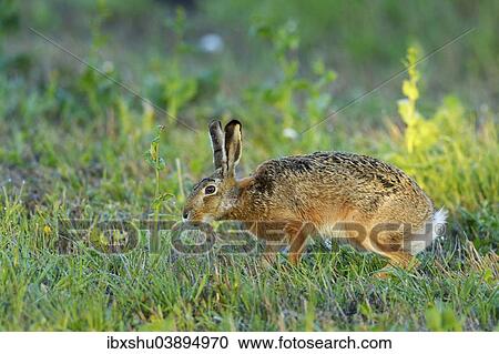 Stock Image - "European Hare or Brown Hare (Lepus europaeus), foraging for food, Burgenland, Austria, Europe". Fotosearch