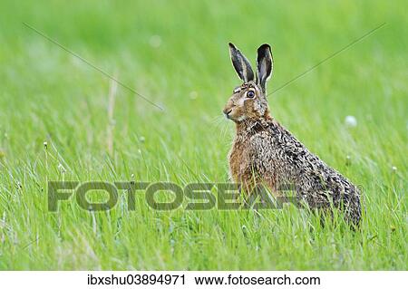 Stock Image - "European Hare or Brown Hare (Lepus europaeus), alert, on a meadow, Burgenland, Austria, Europe". Fotosearch