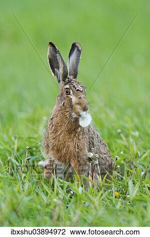 "European Hare or Brown Hare (Lepus europaeus), feeding on a Dandelion clock, Burgenland, Austria, Europe" View Large Photo Image Stock Image - "European Hare or Brown Hare (Lepus europaeus), feeding on a Dandelion clock, Burgenland, Austria, Europe". Fotosearch