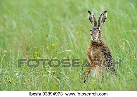 Stock Image - "European Hare or Brown Hare (Lepus europaeus), with its coat covered with morning dew, Burgenland, Austria, Europe". Fotosearch