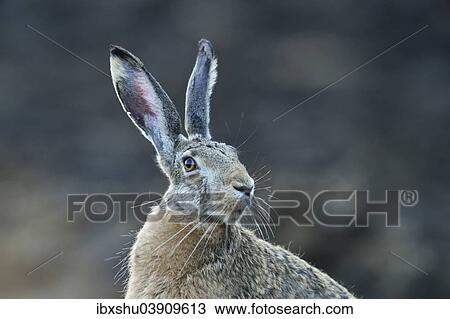"European Hare or Brown Hare (Lepus europaeus), portrait, Burgenland, Austria, Europe" View Large Photo Image Stock Image - "European Hare or Brown Hare (Lepus europaeus), portrait, Burgenland, Austria, Europe". Fotosearch
