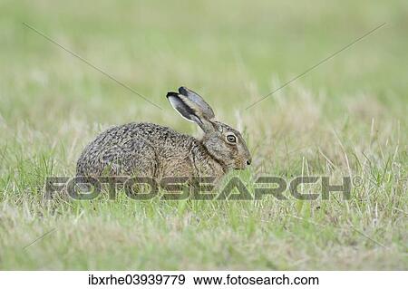 "European Hare or Brown Hare (Lepus europaeus), on a meadow, North Rhine-Westphalia, Germany, Europe" View Large Photo Image Stock Photo - "European Hare or Brown Hare (Lepus europaeus), on a meadow, North Rhine-Westphalia, Germany, Europe". Fotosearch