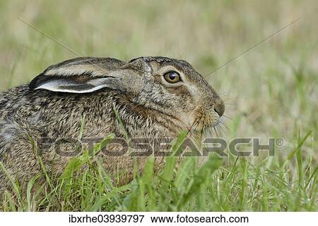 "European Hare or Brown Hare (Lepus europaeus), on a meadow, North Rhine-Westphalia, Germany, Europe" View Large Photo Image Stock Photo - "European Hare or Brown Hare (Lepus europaeus), on a meadow, North Rhine-Westphalia, Germany, Europe". Fotosearch
