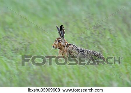 Stock Photo - "European Hare or Brown Hare (Lepus europaeus) jumps in tall grass, Burgenland, Austria, Europe". Fotosearch