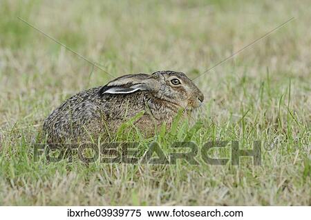 "European Hare or Brown Hare (Lepus europaeus), on a meadow, North Rhine-Westphalia, Germany, Europe" View Large Photo Image Stock Photography - "European Hare or Brown Hare (Lepus europaeus), on a meadow, North Rhine-Westphalia, Germany, Europe". Fotosearch