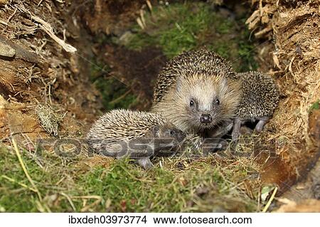 "European Hedgehog (Erinaceus europaeus) with young, 19 days, in the nest in an old tree stump, Allgau, Bavaria, Germany, Europe" View Large Photo Image Picture - "European Hedgehog (Erinaceus europaeus) with young, 19 days, in the nest in an old tree stump, Allgau, Bavaria, Germany, Europe". Fotosearch