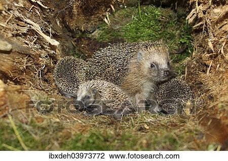 Stock Image - "European Hedgehog (Erinaceus europaeus) with young, 19 days, in the nest in an old tree stump, Allgau, Bavaria, Germany, Europe". Fotosearch
