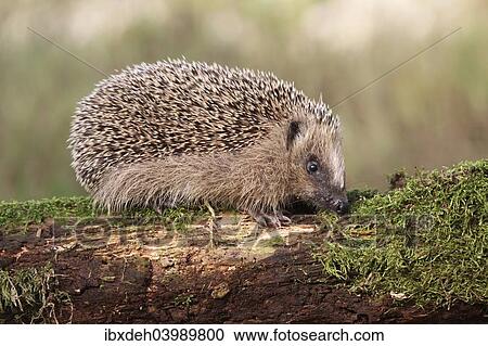 "European Hedgehog (Erinaceus europaeus), young, 7-8 weeks, Allgau, Bavaria, Germany, Europe" View Large Photo Image Stock Image - "European Hedgehog (Erinaceus europaeus), young, 7-8 weeks, Allgau, Bavaria, Germany, Europe". Fotosearch