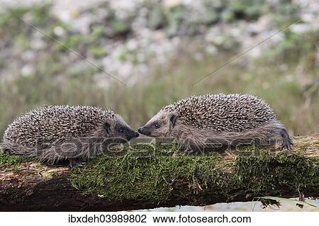 "European Hedgehogs (Erinaceus europaeus), young, 7-8 weeks, Allgau, Bavaria, Germany, Europe" View Large Photo Image Stock Image - "European Hedgehogs (Erinaceus europaeus), young, 7-8 weeks, Allgau, Bavaria, Germany, Europe". Fotosearch
