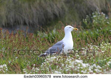 "European herring gull (Larus argentatus), adult, bird island Hornoya, Varanger, Norway, Europe" View Large Photo Image Stock Photo - "European herring gull (Larus argentatus), adult, bird island Hornoya, Varanger, Norway, Europe". Fotosearch