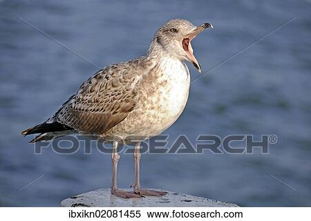 "European Herring Gull (Larus argentatus), sub-adult, in its second winter, Baltic Sea, Groemitz, Schleswig-Holstein, Germany, Europe" View Large Photo Image Stock Photography - "European Herring Gull (Larus argentatus), sub-adult, in its second winter, Baltic Sea, Groemitz, Schleswig-Holstein, Germany, Europe". Fotosearch