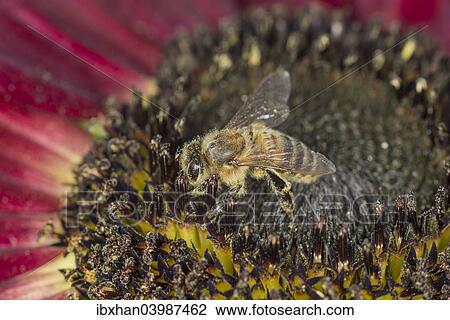 European Honey Bee (Apis mellifera) on a red Sunflower (Helianthus) View Large Photo Image Stock Image - European Honey Bee (Apis mellifera) on a red Sunflower (Helianthus). Fotosearch