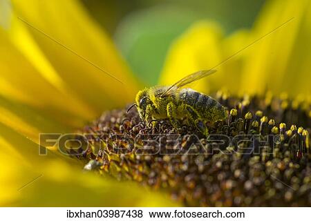 European Honey Bee (Apis mellifera) on a Sunflower (Helianthus) View Large Photo Image Stock Photo - European Honey Bee (Apis mellifera) on a Sunflower (Helianthus). Fotosearch
