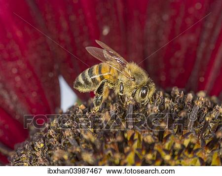 European Honey Bee (Apis mellifera) on a red Sunflower (Helianthus) View Large Photo Image Stock Photo - European Honey Bee (Apis mellifera) on a red Sunflower (Helianthus). Fotosearch