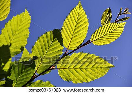 "European Hornbeam (Carpinus betulus), backlit leaves, Middle Franconia, Bavaria, Germany, Europe" View Large Photo Image Stock Image - "European Hornbeam (Carpinus betulus), backlit leaves, Middle Franconia, Bavaria, Germany, Europe". Fotosearch