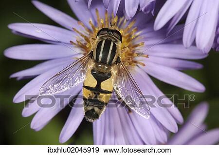 Stock Photo - "European hoverfly (Helophilus trivittatus), feeding on Autumn aster (Aster sp. ), Untergroeningen, Baden-Wuerttemberg, Germany, Europe". Fotosearch