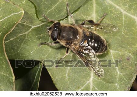 Stock Photo - "European hoverfly or Drone fly (Eristalis tenax), basking in sun, Untergroeningen, Baden-Wuerttemberg, Germany, Europe". Fotosearch