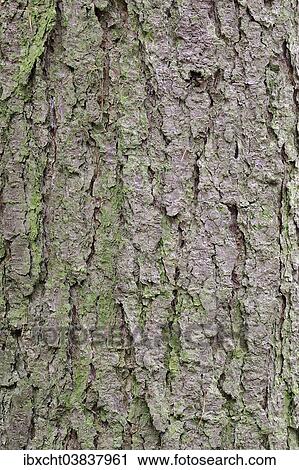 "European larch (Larix decidua), bark, North Rhine-Westphalia, Germany, Europe" View Large Photo Image Stock Image - "European larch (Larix decidua), bark, North Rhine-Westphalia, Germany, Europe". Fotosearch