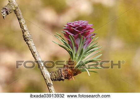 Stock Image - "European Larch (Larix decidua), female inflorescence, North Rhine-Westphalia, Germany, Europe". Fotosearch