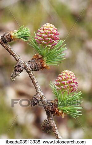 "European Larch (Larix decidua), twig with female flowers, North Rhine-Westphalia, Germany, Europe" View Large Photo Image Stock Photography - "European Larch (Larix decidua), twig with female flowers, North Rhine-Westphalia, Germany, Europe". Fotosearch