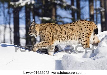 "European lynx (Felis lynx, Lynx lynx) running in the snow, captive" View Large Photo Image Stock Image - "European lynx (Felis lynx, Lynx lynx) running in the snow, captive". Fotosearch