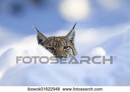 "European lynx (Felis lynx, Lynx lynx) in the snow, captive" View Large Photo Image Stock Photo - "European lynx (Felis lynx, Lynx lynx) in the snow, captive". Fotosearch
