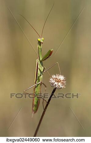 Stock Image - "European mantis (Mantis religiosa), nutrient-poor grassland, departement of Haut-Rhin, France, Europe". Fotosearch