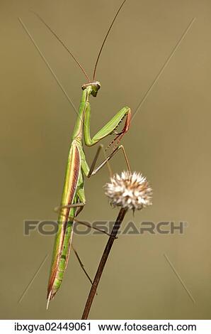 "European mantis (Mantis religiosa), nutrient-poor grassland, departement of Haut-Rhin, France, Europe" View Large Photo Image Stock Image - "European mantis (Mantis religiosa), nutrient-poor grassland, departement of Haut-Rhin, France, Europe". Fotosearch