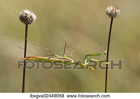 "European mantis (Mantis religiosa), nutrient-poor grassland, departement of Haut-Rhin, France, Europe" View Large Photo Image Stock Photo - "European mantis (Mantis religiosa), nutrient-poor grassland, departement of Haut-Rhin, France, Europe". Fotosearch