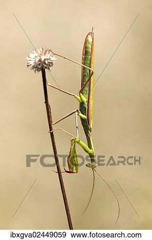 Stock Photo - "European mantis (Mantis religiosa), nutrient-poor grassland, departement of Haut-Rhin, France, Europe". Fotosearch