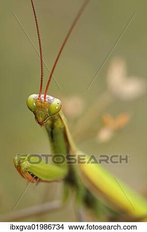 "European Mantis or Praying Mantis (Mantis religiosa), Alsace, France, Europe" View Large Photo Image Picture - "European Mantis or Praying Mantis (Mantis religiosa), Alsace, France, Europe". Fotosearch