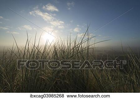 "European Marram Grass or Beach Grass (Ammophila arenaria) in front of heathland in the mist at sunrise, Henne, Region of Southern Denmark, Denmark, Europe" View Large Photo Image Stock Photo - "European Marram Grass or Beach Grass (Ammophila arenaria) in front of heathland in the mist at sunrise, Henne, Region of Southern Denmark, Denmark, Europe". Fotosearch