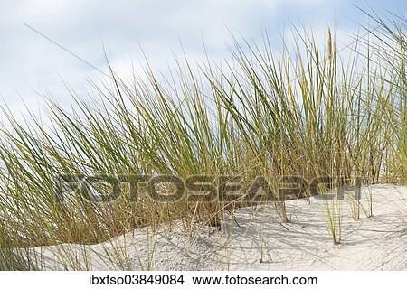 Picture - "European Marram Grass or European Beachgrass (Ammophila arenaria), Mecklenburg-Western Pomerania, Germany, Europe". Fotosearch