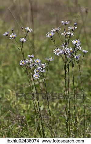 "European Michaelmas Daisy (Aster amellus), Degenfeld, Baden-Wuerttemberg, Germany, Europe" View Large Photo Image Picture - "European Michaelmas Daisy (Aster amellus), Degenfeld, Baden-Wuerttemberg, Germany, Europe". Fotosearch