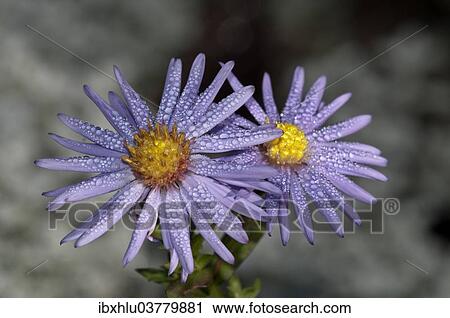 Stock Image - "European Michaelmas Daisy or Italian Starwort (Aster amellus) flowers with morning dew, Baden-Wurttemberg, Germany, Europe". Fotosearch