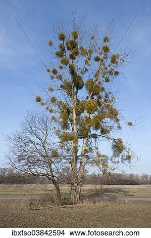"European Mistletoe or Common Mistletoe (Viscum album) growing on a Poplar tree (Populus sp), Saxony-Anhalt, Germany, Europe" View Large Photo Image Picture - "European Mistletoe or Common Mistletoe (Viscum album) growing on a Poplar tree (Populus sp), Saxony-Anhalt, Germany, Europe". Fotosearch