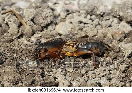"European Mole Cricket (Gryllotalpa gryllotalpa), Allgau, Bavaria, Germany, Europe" View Large Photo Image Picture - "European Mole Cricket (Gryllotalpa gryllotalpa), Allgau, Bavaria, Germany, Europe". Fotosearch