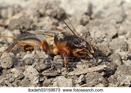 "European Mole Cricket (Gryllotalpa gryllotalpa), Allgau, Bavaria, Germany, Europe" View Large Photo Image Stock Image - "European Mole Cricket (Gryllotalpa gryllotalpa), Allgau, Bavaria, Germany, Europe". Fotosearch