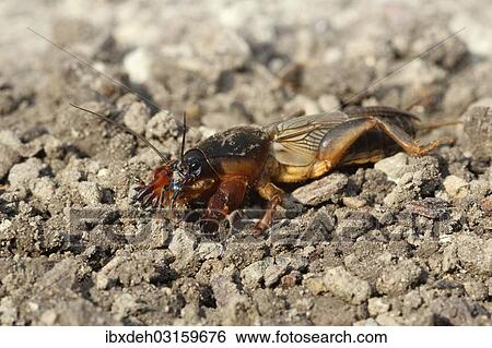 "European Mole Cricket (Gryllotalpa gryllotalpa), Allgau, Bavaria, Germany, Europe" View Large Photo Image Stock Photograph - "European Mole Cricket (Gryllotalpa gryllotalpa), Allgau, Bavaria, Germany, Europe". Fotosearch