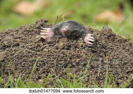 European Mole (Talpa europaea) View Large Photo Image Picture - European Mole (Talpa europaea). Fotosearch