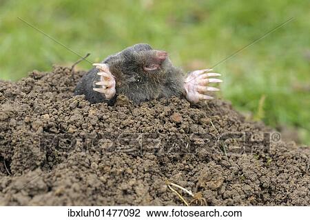 European Mole (Talpa europaea) View Large Photo Image Stock Image - European Mole (Talpa europaea). Fotosearch
