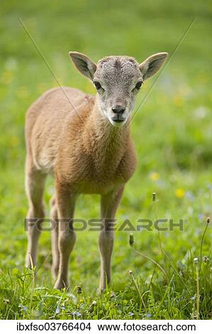 "European Mouflon (Ovis ammon Musimon), lamb, Thuringia, Germany, Europe" View Large Photo Image Picture - "European Mouflon (Ovis ammon Musimon), lamb, Thuringia, Germany, Europe". Fotosearch